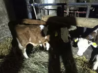 Býk, Simmental cattle — foto 3
