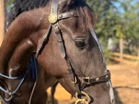 Cavalla, Nonius horse — foto 4
