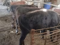 Lembu ternakan (lot, jantina tidak dinyatakan), Swiss cattle — foto 3