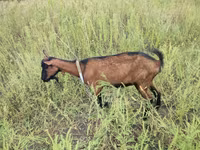 Ged, Alpine goat — foto 1