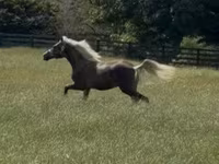 اسب نر, Rocky Mountain Horse — عکس 7