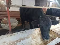 Bovini (lotto, sesso non specificato), Aberdeen Angus — foto 2
