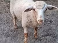 Vædder, Får — foto 1