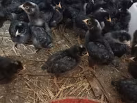Chickens — ፎቶ 2
