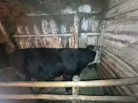 ষাঁড়, এবার্ডিন-অ্যাঙ্গাস — ছবি 1