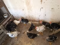Chickens — 照片 5
