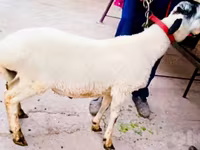 قوچ, گوسفند — عکس 1