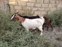 Ешкі, Ешкілер — 2-сурет