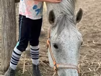 Cheval, Chevaux — photo 3