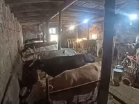 Lo’, Cattle — sawirka 3