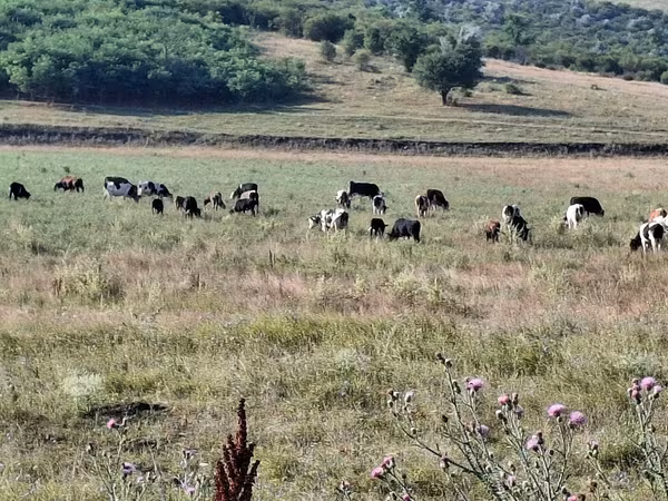 Lembu jantan, Cattle
