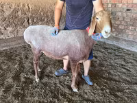 母羊, Arashan sheep — 照片 7