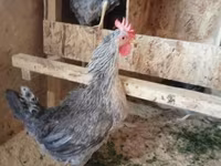 Chickens — Foto 3