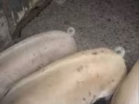 Säue, Schweine — Foto 2