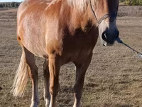 Klisna, Koně — foto 2