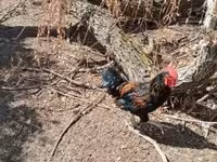 Chickens — акс 5