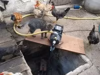 Японська бентамка — фото 4