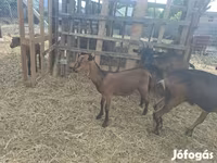 숫염소, Nubian Goat — 사진 4