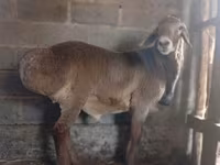 Baran, Arashan sheep — zdjęcie 3