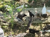 Turkeys — عکس 4