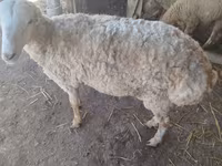 Ram, Karakul sheep — foto 3