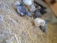 Chickens — รูปภาพ 3
