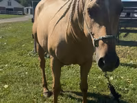 Cavalla, Quarter Horse — foto 3