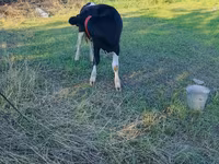 Ko, Russian Black pied cattle — foto 2