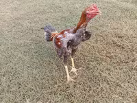 Chickens — zdjęcie 1