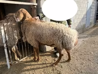 Widder, Hissar sheep — Foto 4