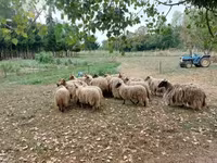 Πρόβατα (παρτίδα, φύλο μη καθορισμένο), Racka sheep — φωτογραφία 1