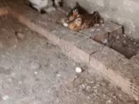 Geese — عکس 8