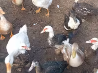 Geese — zdjęcie 2