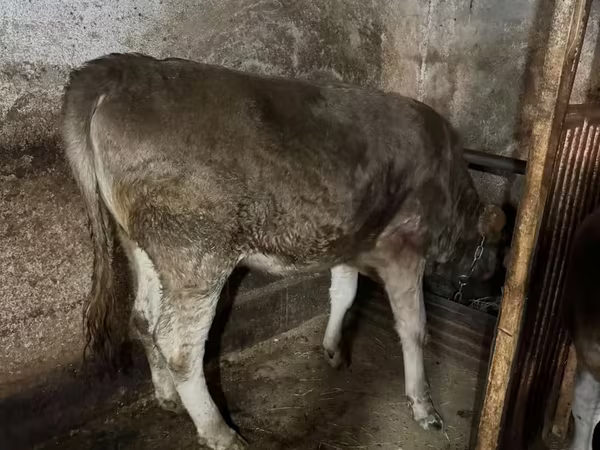 Cow, Swiss cattle