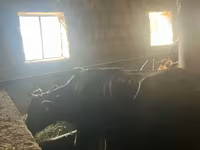 İnek, Sığır — foto 1