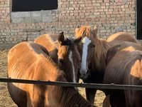 Merrie, Paarden — foto 2
