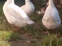 Geese — Foto 1