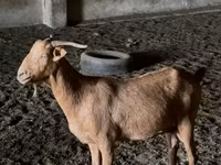 Cabras (lote, sexo no especificado), Nubian Goat — foto 2
