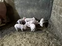 Babi betina, Крупная белая — foto 4