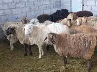 میش, گوسفند — عکس 4