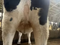 ላም, Holstein breed — ፎቶ 5