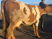 Ko, Simmental cattle — foto 2