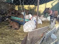 Ziege, Saanen goat — Foto 2