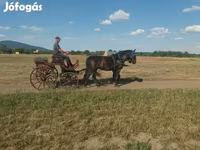 Toychoq, Hungarian horse breed — 2-rasm
