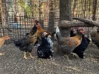 Chickens — عکس 4