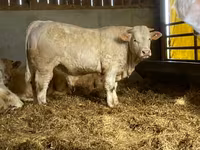 Dibi, Simmental cattle — sawirka 6