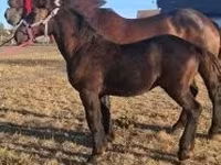 公马, Percheron — 照片 1
