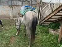 Kůň, Koně — foto 1