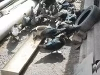 Ducks — foto 5