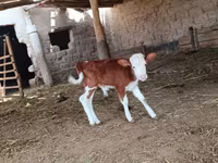 Boğa, Simmental cattle — foto 1